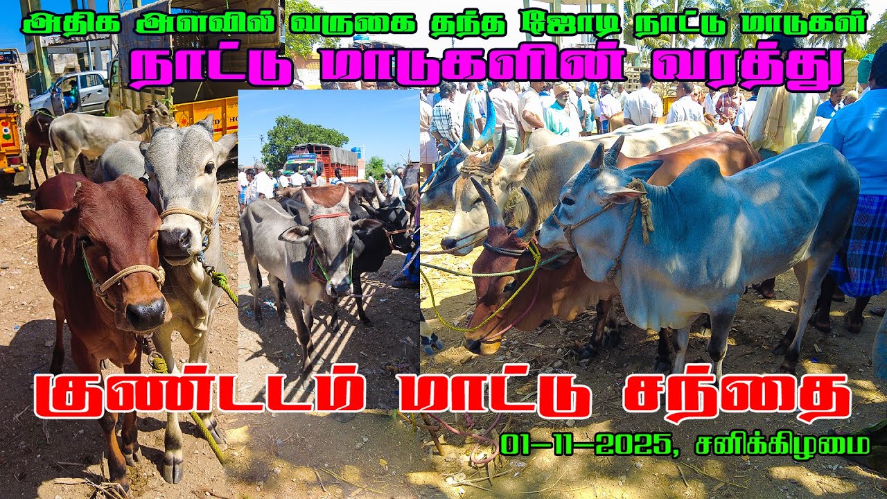 NATTU MADUKALIN VARATHU குண்டடம் மாட்டு சந்தை KUNDADAM MATTU SANTHAI|01-11-2025