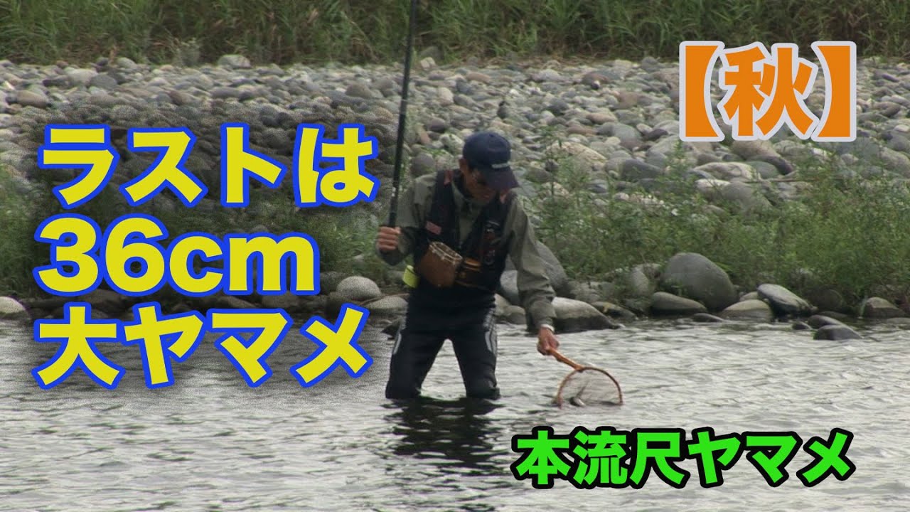 井上聡 本流尺ヤマメ 【秋】ラストは36cm大ヤマメSatoshi Inoue Mainstream scale Yamame spring, summer and autumn fight