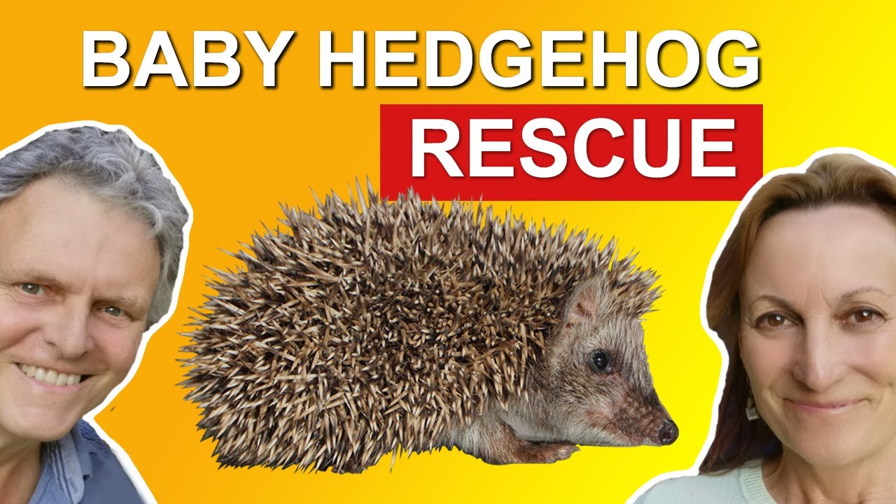 Saving a baby hedgehog | Hedgehog rescue with a twist