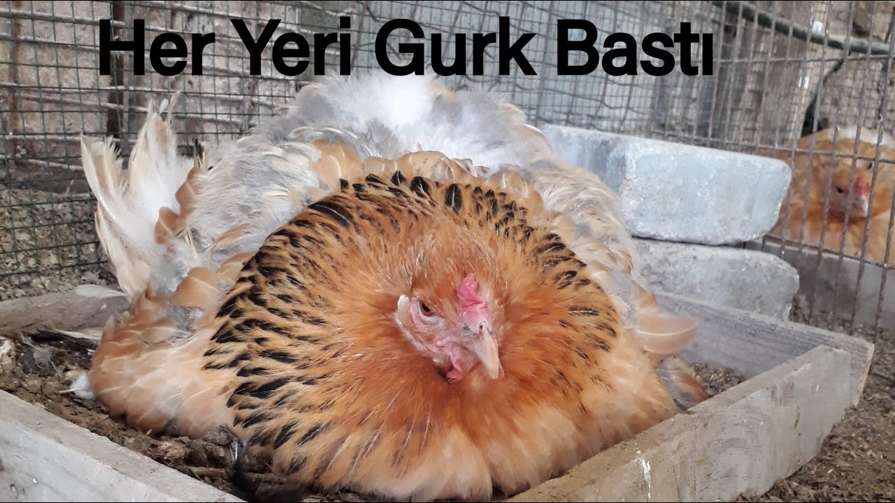 Tavuk nasıl gurka yatar?-Kuluçka süreci-çiftliktv