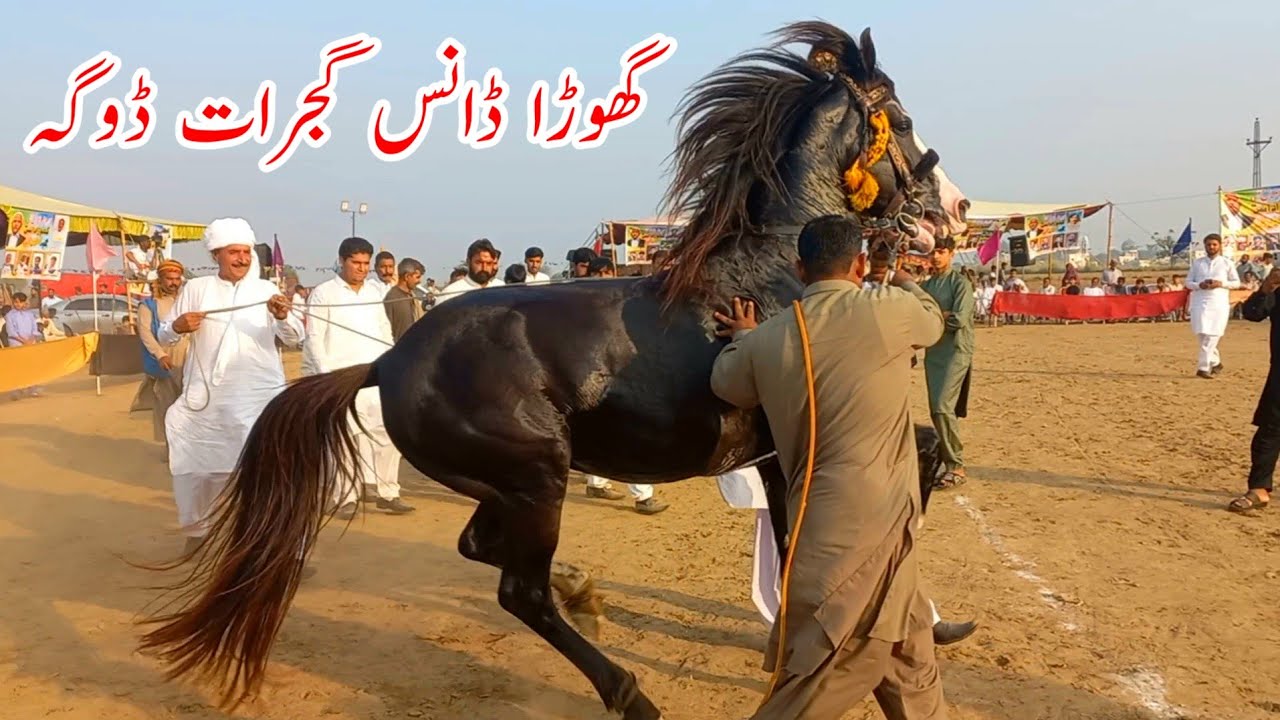 گجرات گھوڑے نے ایسا ڈانس کیا کہ دیکھنے والے سب جھوم اٹھے  نوٹوں کی برسات ۔ ہر طرف تالیاں بج گئیں 