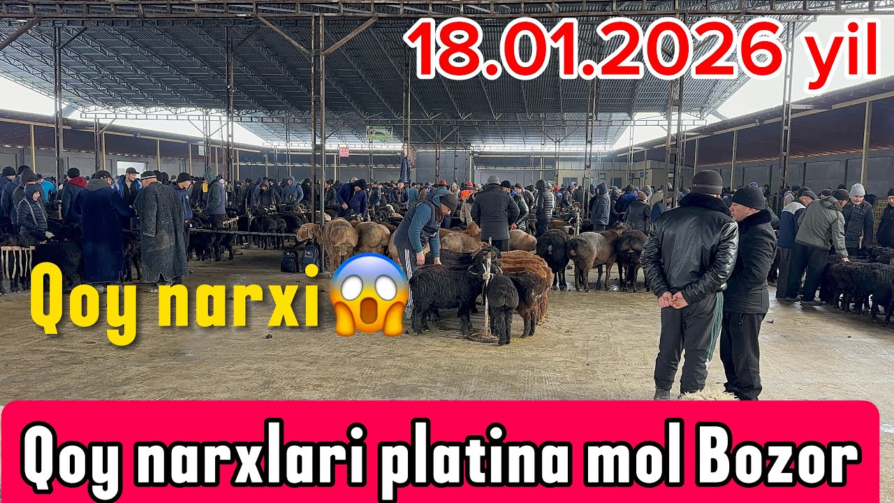 TOSHKENT VIL, BUSTONLIQ TUMANI  QOY NARXLARI