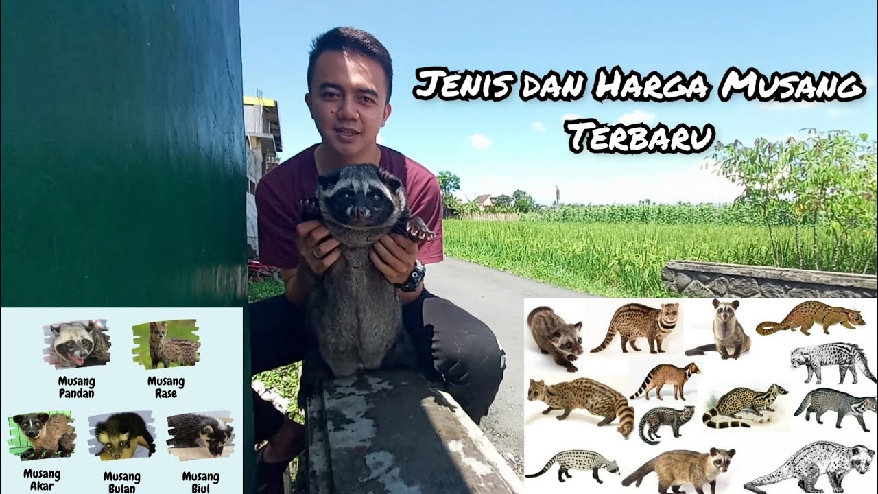 JENIS DAN HARGA MUSANG