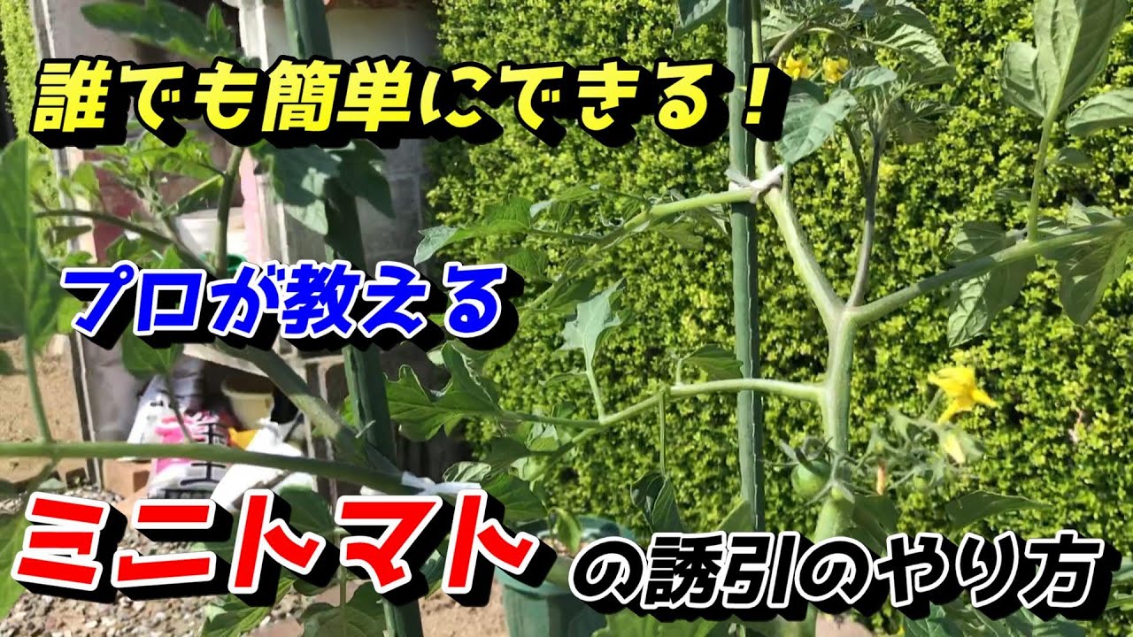 【ミニトマト】プランターで300個収穫するための誘引方法【家庭菜園】