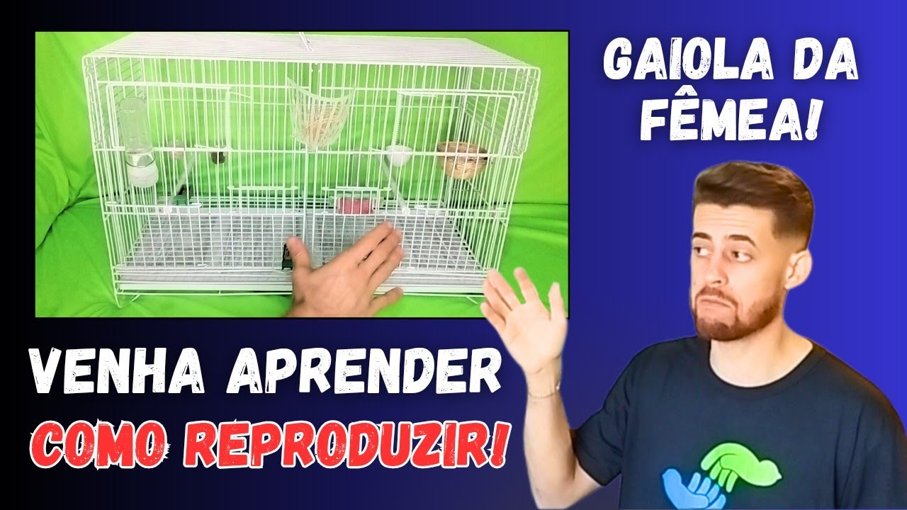 Como preparar a gaiola das fêmeas, no período de reprodução de Pintassilgo.