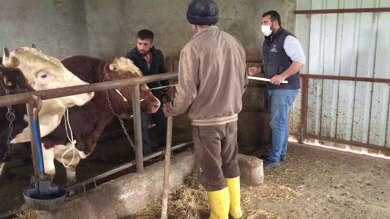 tonluk Simental tosunlarımız #besi #simental #yem#hayvancılık #karkas