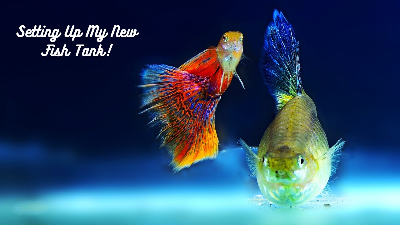 How To Set Up A 36 Gallon Bowfront Aquarium