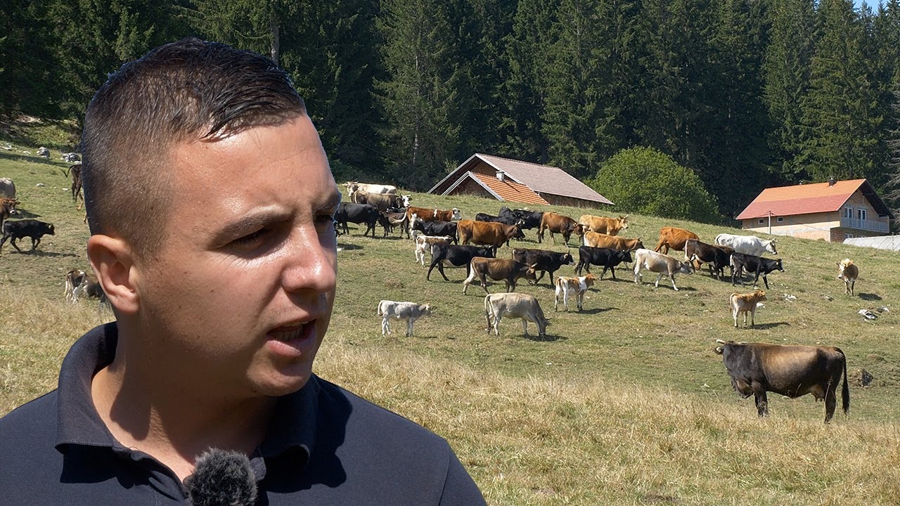 Umjesto Golfa 7 kupio krave, danas ima obadvoje