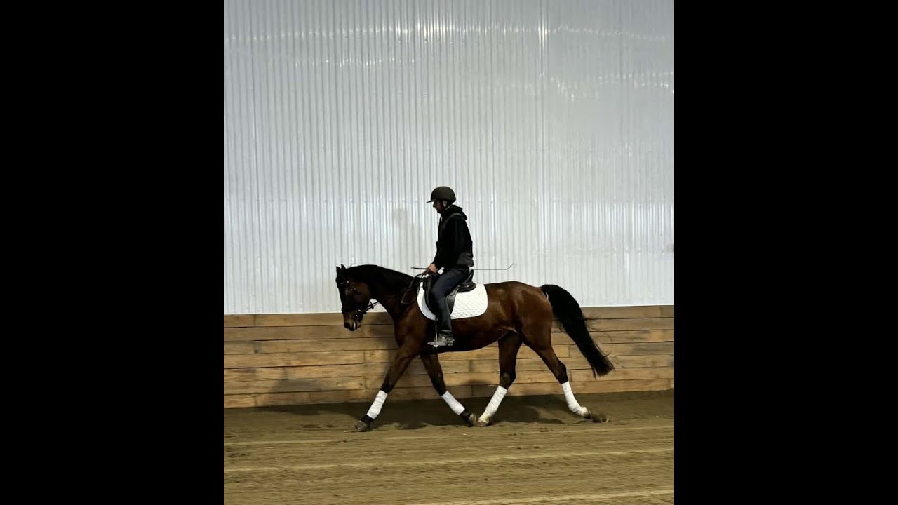 2021 Canadian WB mare \ jument - RS GISA W