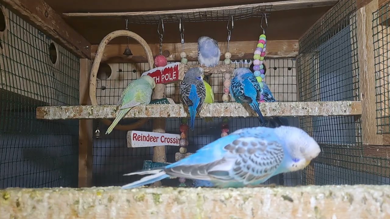 “Cuteness Overload! Budgie Babies in Real Time ❤️”