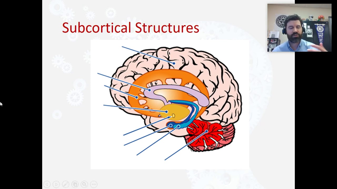 Subcortical Structures