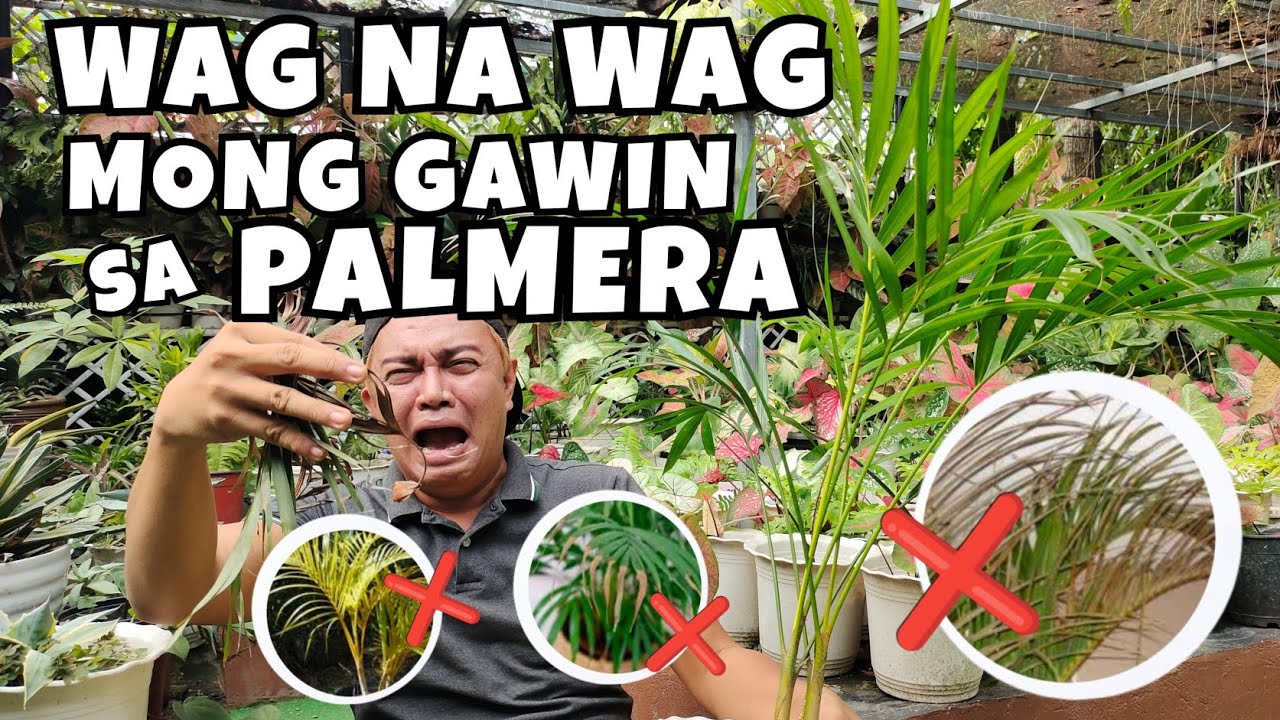 5 MISTAKES IN TAKING CARE OF PALMERA PLANTS | ARECA PALM PLANT CARE & BENEFITS