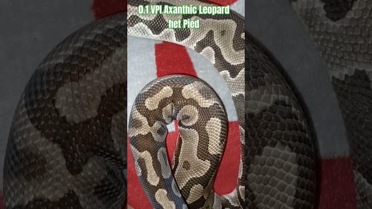 0.1 VPI Axanthic Leopard het Pied