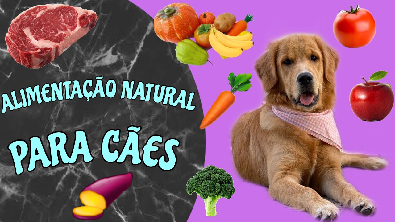 Alimentação natural para cães | COMECEI A DAR PARA MINHA GOLDEN E OLHA O QUE ACONTECEU! #AN