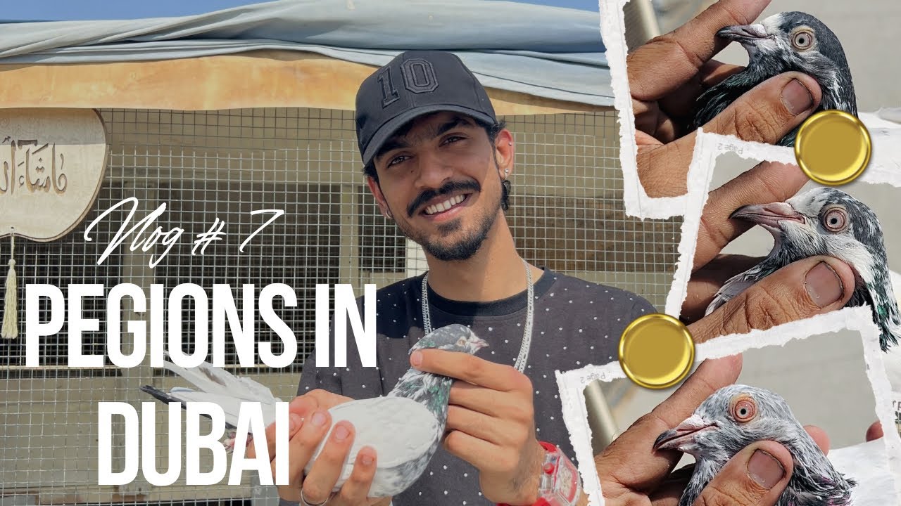 Our Pegions In Dubai🕊️ Shoq Karo Ge🪐 #foryou #automobile #newvideo #newvideo #vlog #newaccount 