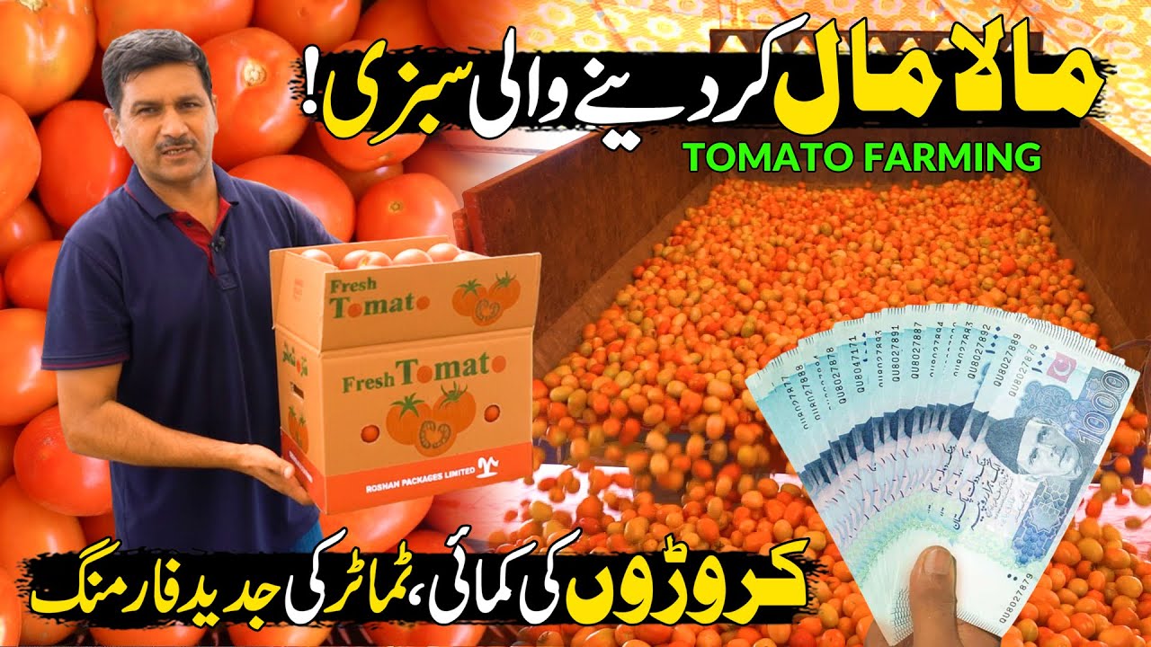 Tomato Farming In Pakistan With New Tech | Tomatoes Price | Discover Pakistan
