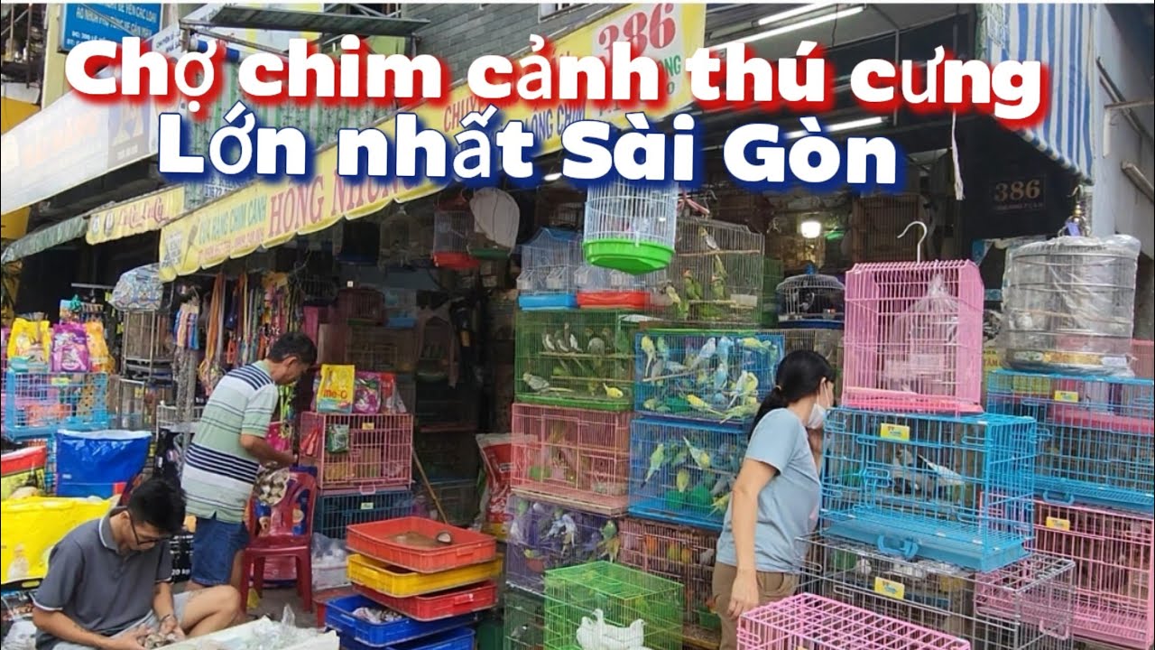 Chợ chim cảnh , thú cưng lớn nhất Sài Gòn, vào cửa hàng Hồng Nhung để xem các loại chim cảnh