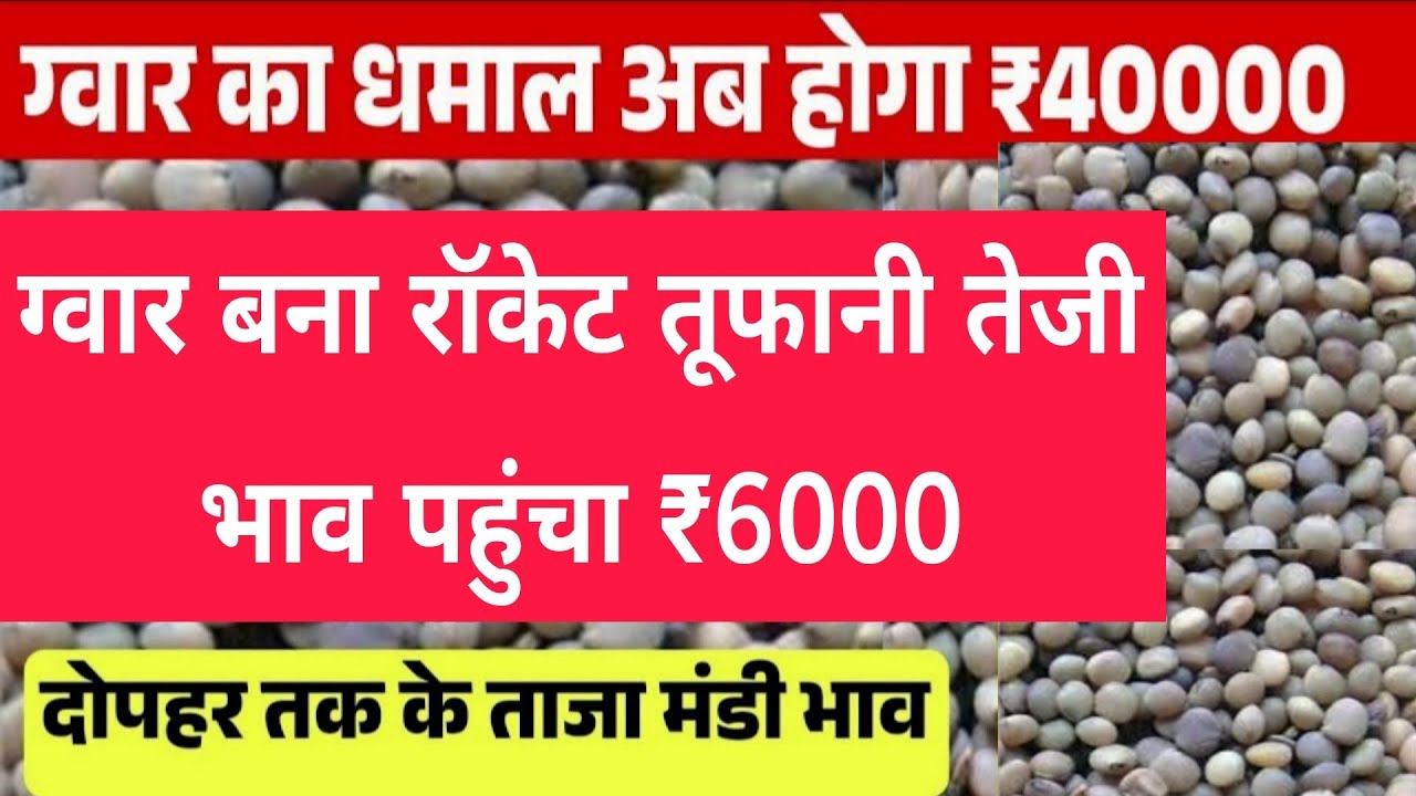ग्वार गम निर्यात को मंजूरी ग्वार में बनेगी जोरदार तेजी gwar gam  niryat khabar, gwar ka bhav