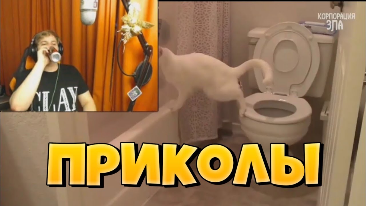 Пятёрка Смотрит Приколы С Котиками!