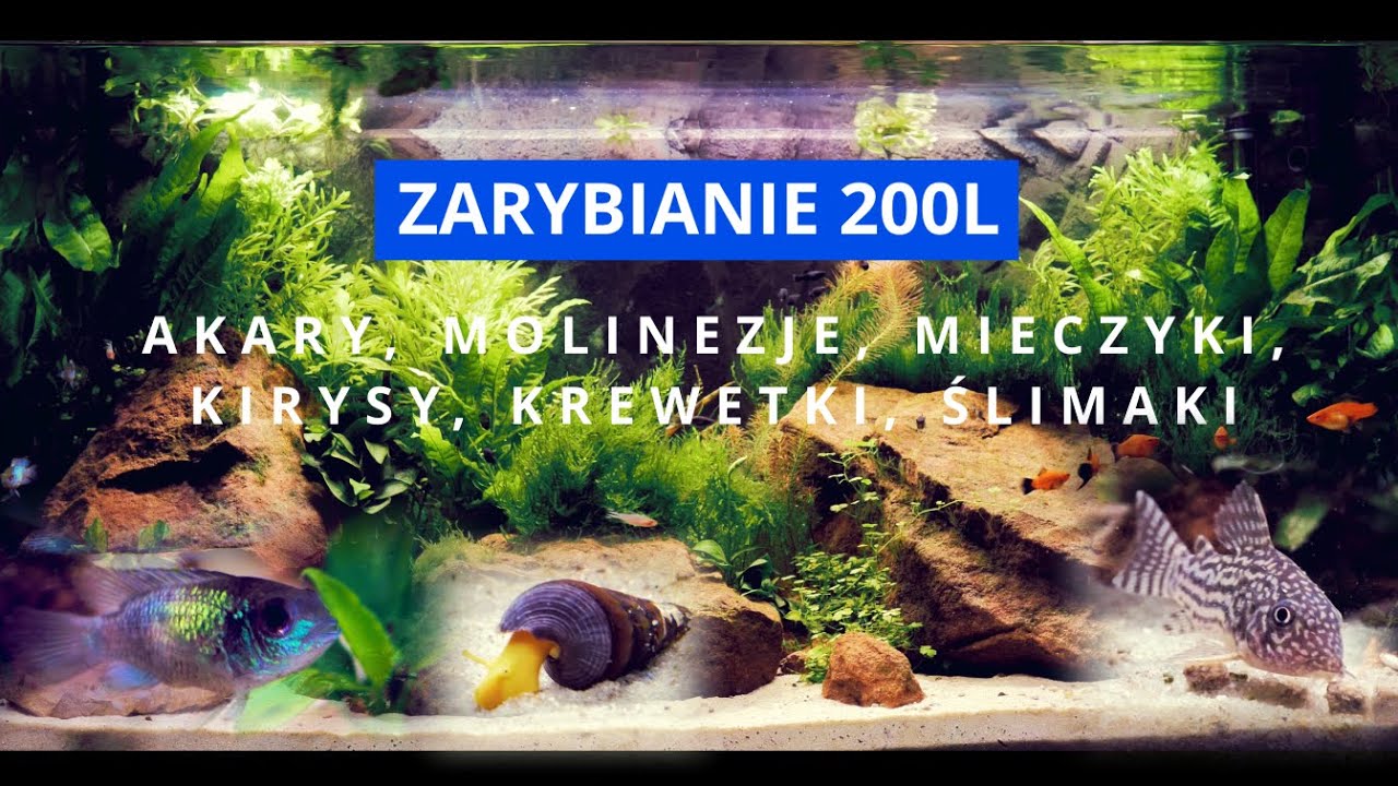 ZARYBIANIE 200L - AKARY, MOLINEZJE, MIECZYKI, KIRYSY, KREWETKI, ŚLIMAKI.