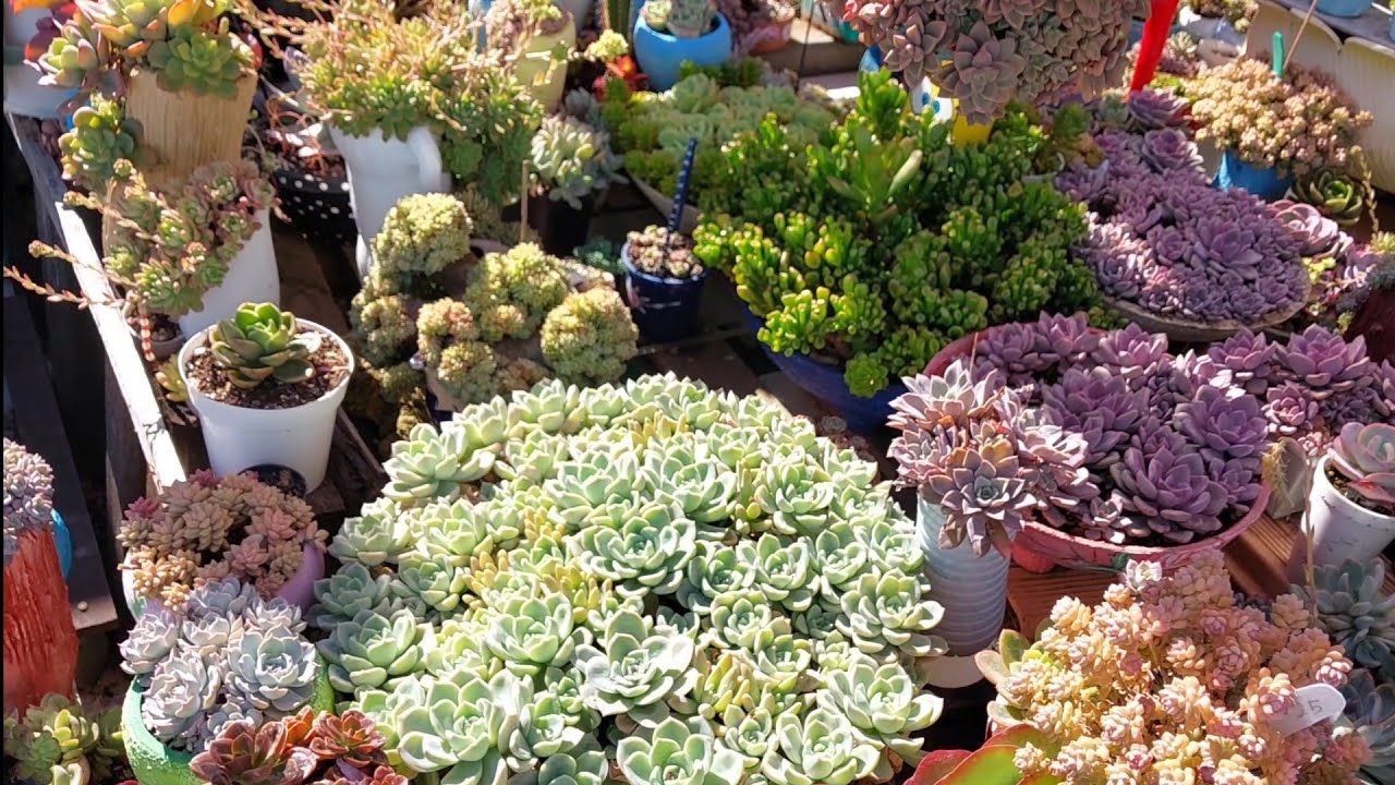 SUCULENTAS  de fácil cultivo que prospera no jardim 