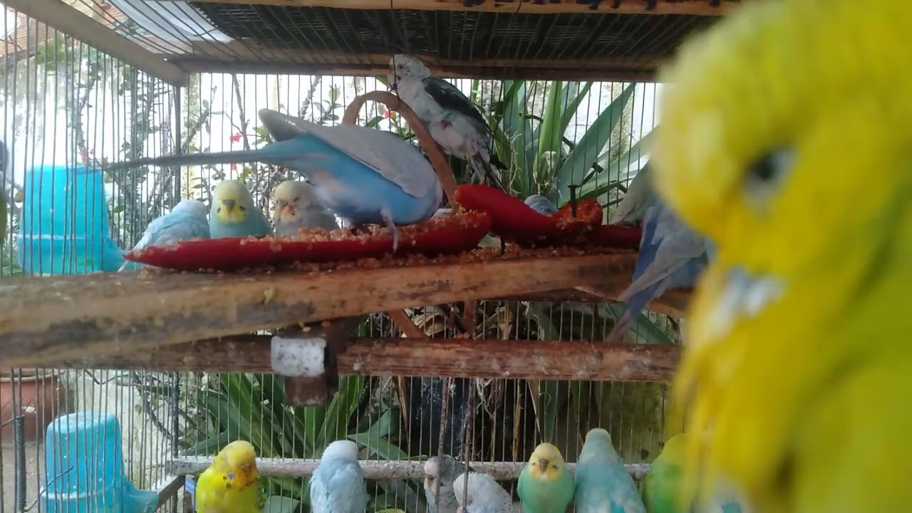 Healthy Diet Tips for Budgies with Funny and Sweet Moments