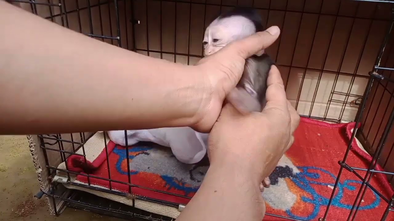 LUCUNYA BABY MONPAY GA MAU DIMASUKIN KANDANG TAKUT DITINGGAL