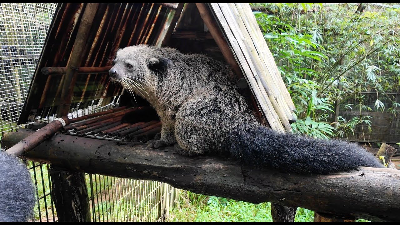 Safari Park (Vinpearl) на Фукуоке