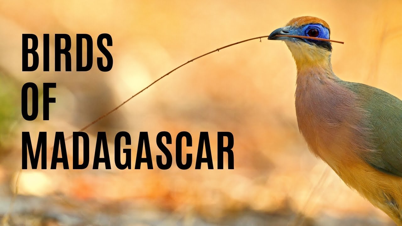 Birds of Madagascar 4K