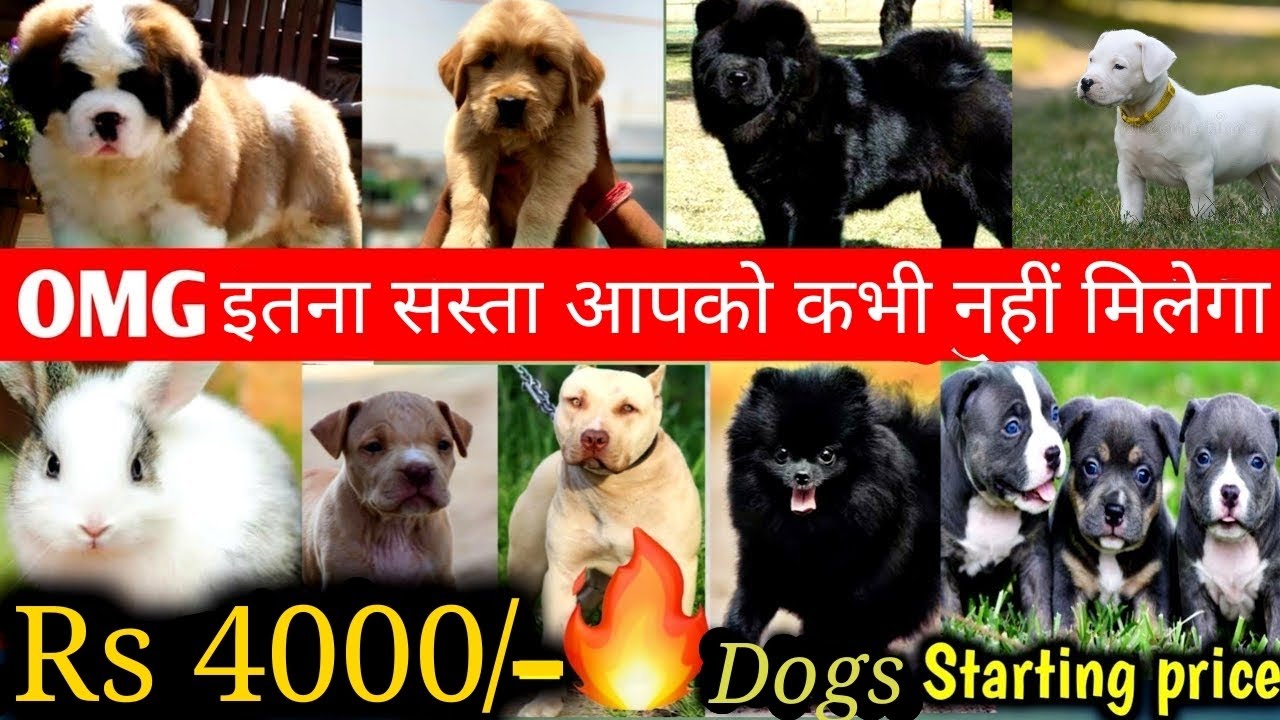 Biggest Dog Show of Jaipur, Rajastan || Dog Show 2023 || Cheapest Dogs for Sale