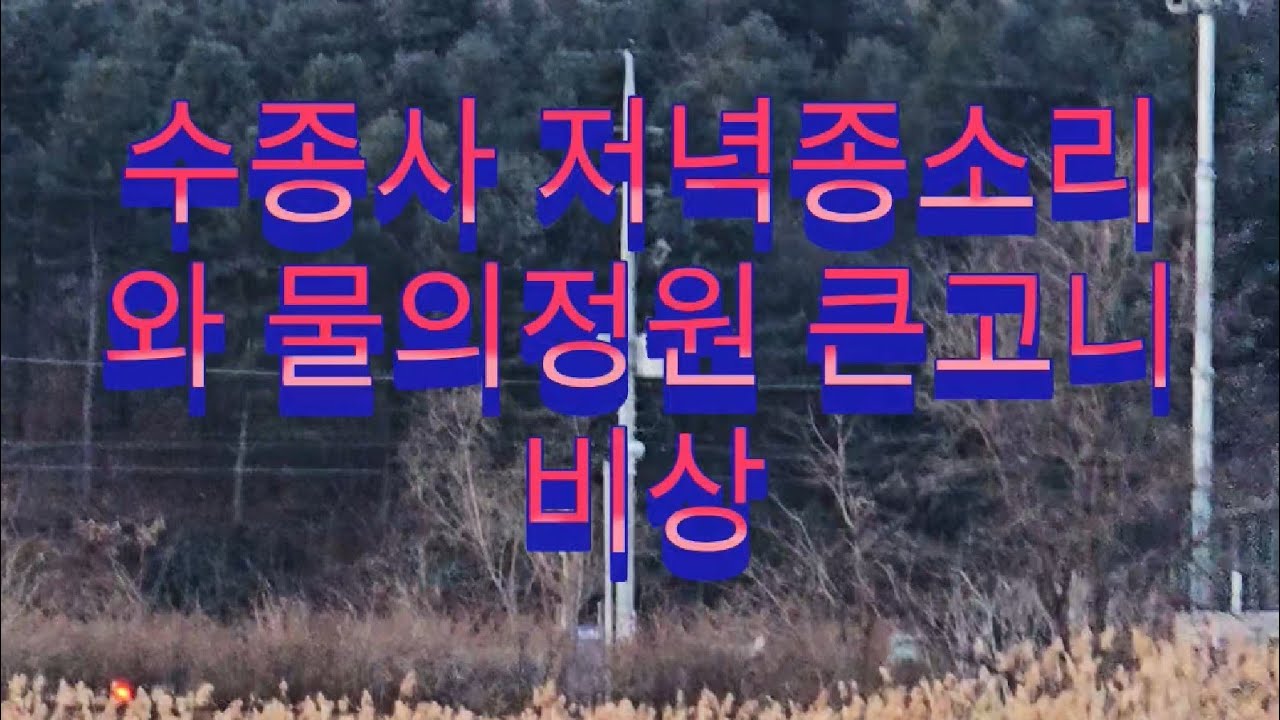 수종사 저녁종소리에 합창하는 큰고니떼 #물의정원큰고니 #수종사저녁종소리 #수종사종소리 #물의정원진중습지큰고니#큰고니비상 