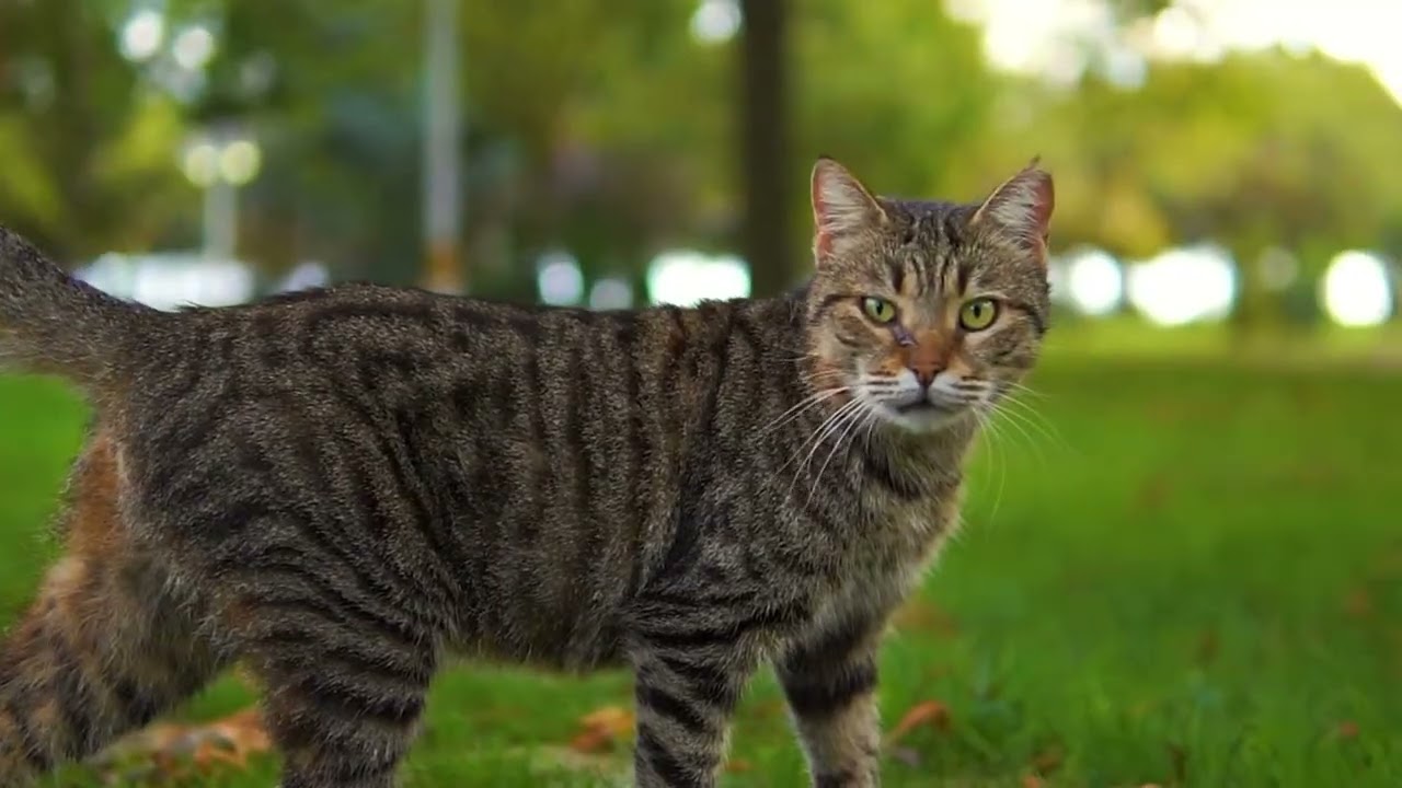 Calming Music for Cats - Relaxation, Deep Sleep, Stress Relief, Peaceful Piano Music