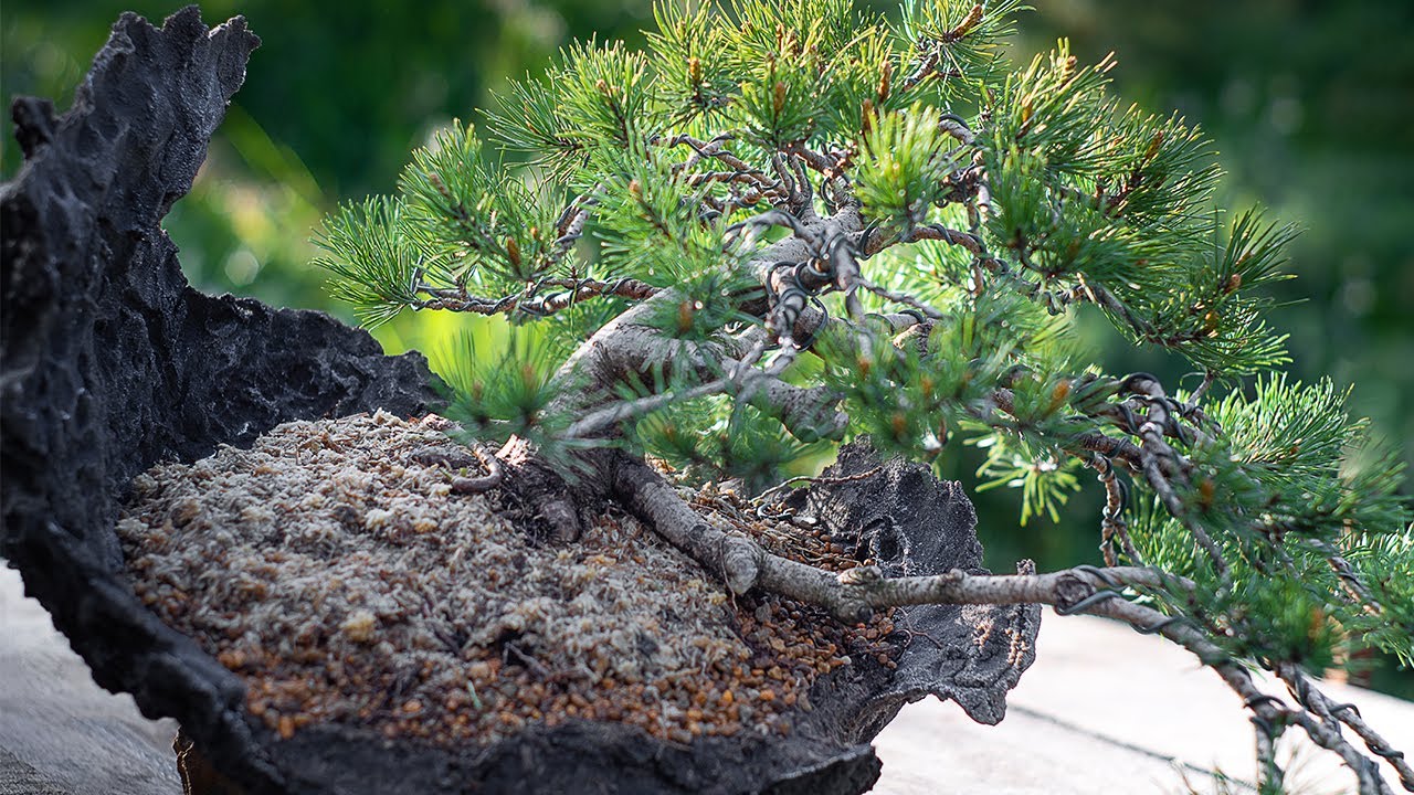 Creating the Pine Bonsai - Relax video