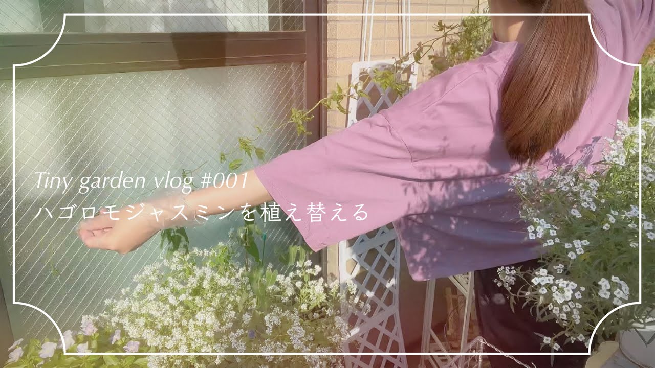 【Tiny garden vlog】ハゴロモジャスミンを植え替える【ベランダガーデン】