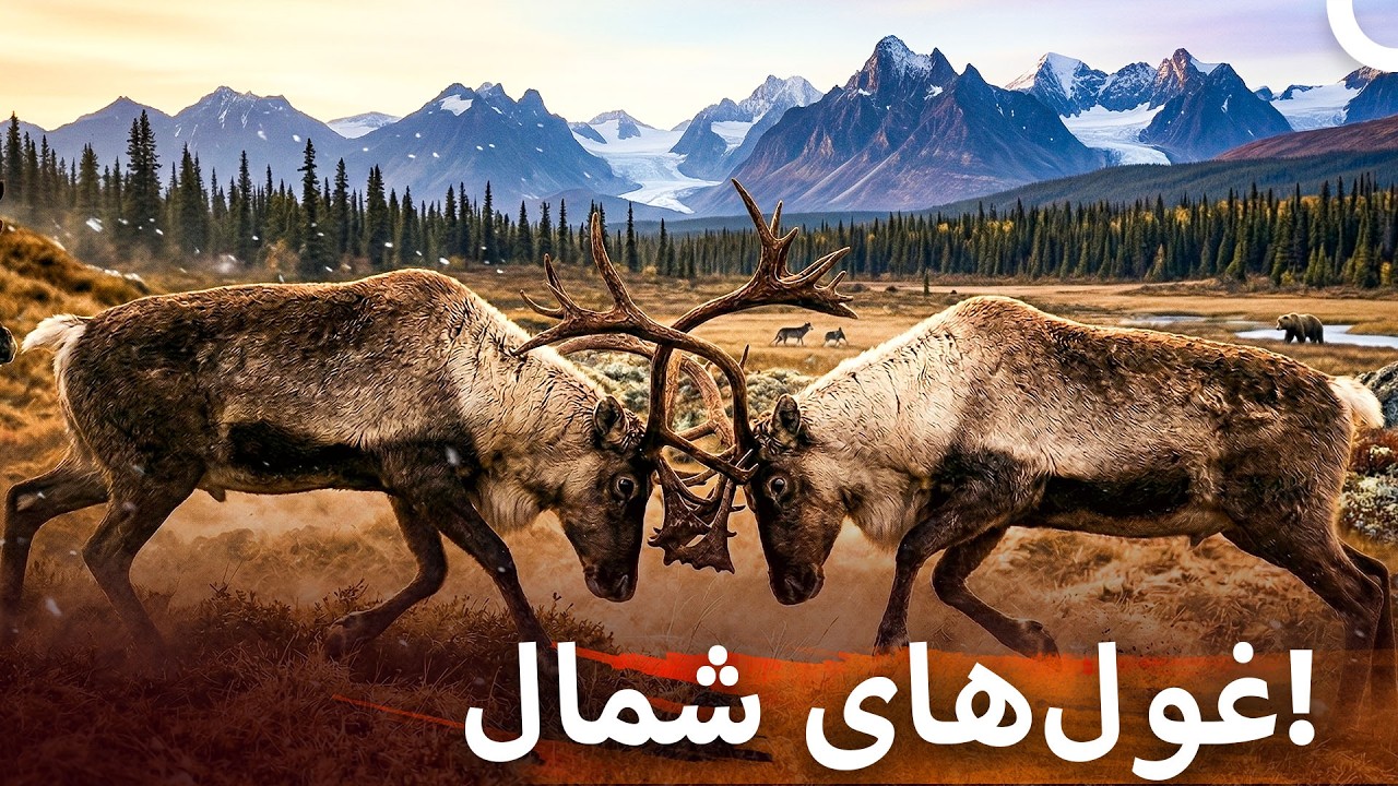 طبیعت سرد و بی‌رحم اسکاندیناوی | مستند ایرانی حیوانات