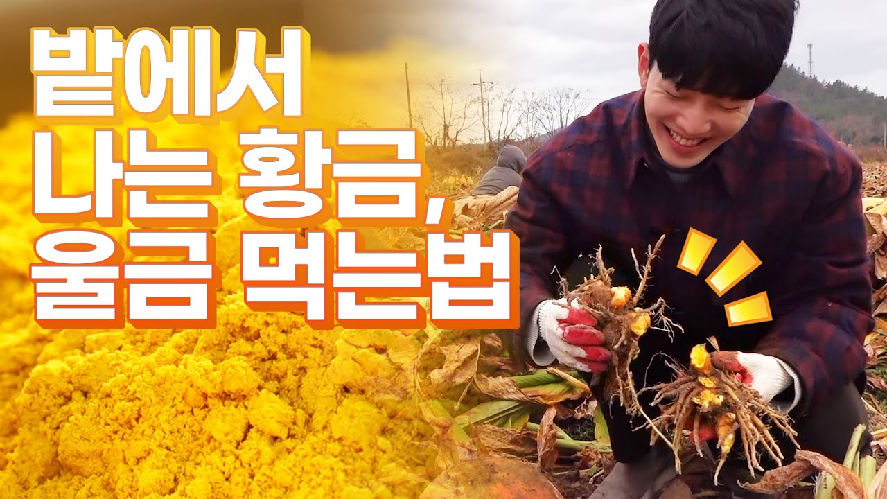 이거 나만 먹을 수 있나요? 모든 사람들이 울금 먹었으면 좋겠습니다 건강에도 좋고 음식에 넣어먹으면 더 맛있는 울금, 족욕도 할 수 있습니다! #진도 #울금 #막걸리 #울금족욕