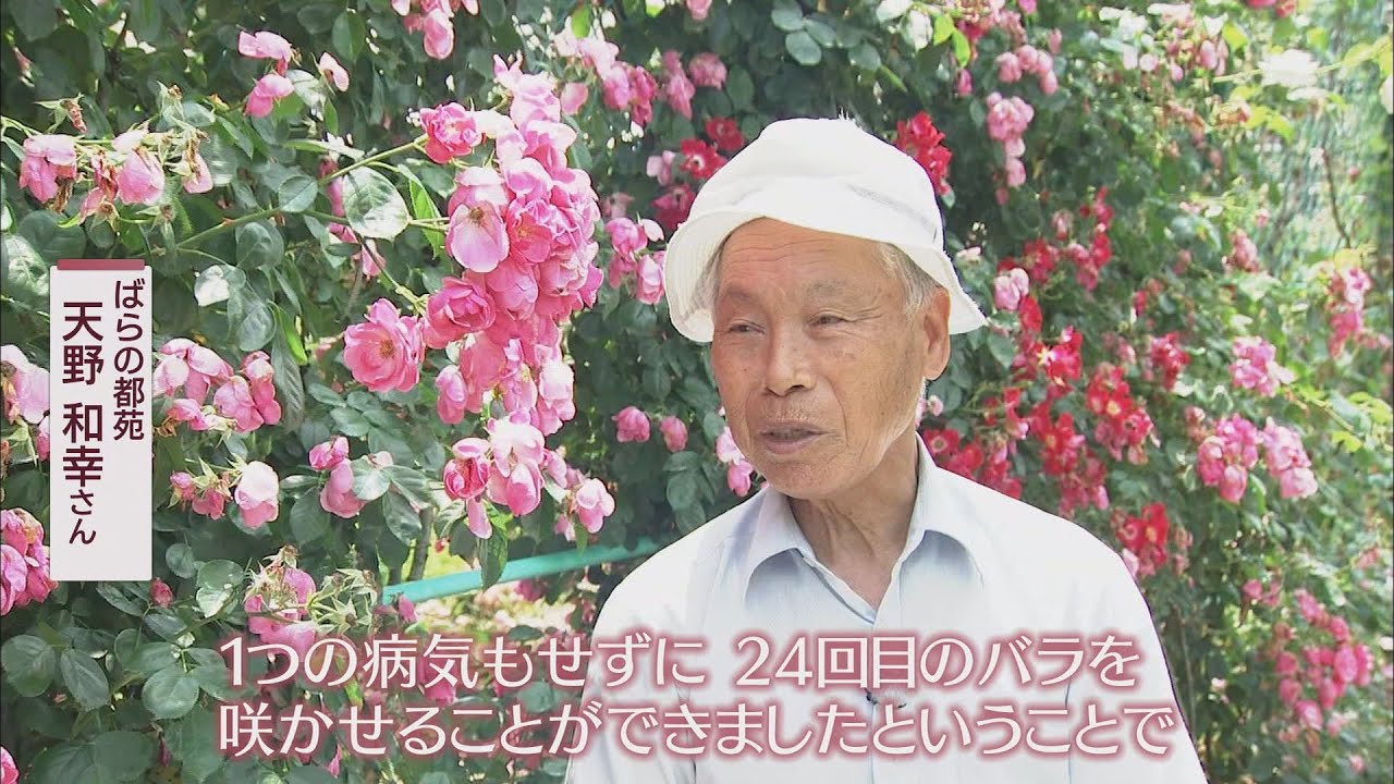 亡き妻への思い…1500株のバラ園を1人で　82歳男性「好きだったバラで供養したかった」　浜松市