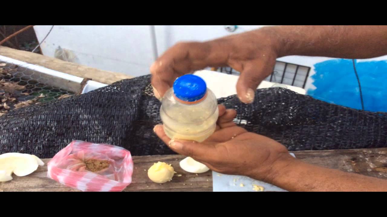 Bettas - Alimento para Crías