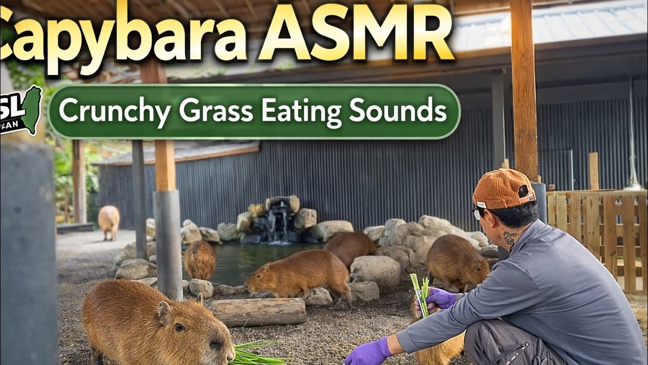 Capybara ASMR 🦫 | Crunchy Grass Sounds | Natural Relaxation (90s)
