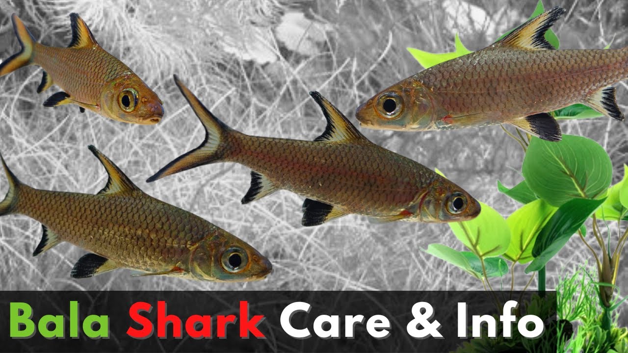 Bala Sharks: A Beautiful Addition to Your Aquarium (Balantiocheilos melanopterus)