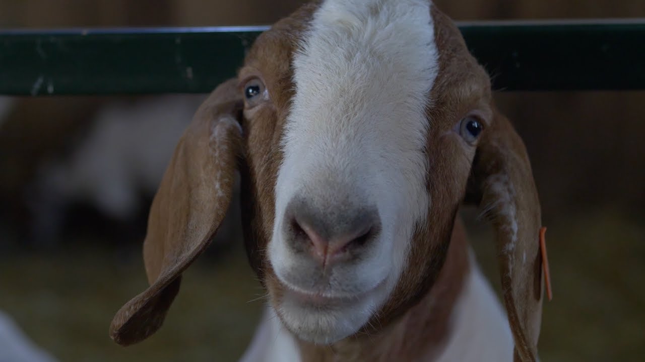 Feeding Your Herd | All About Goats! Spring Series