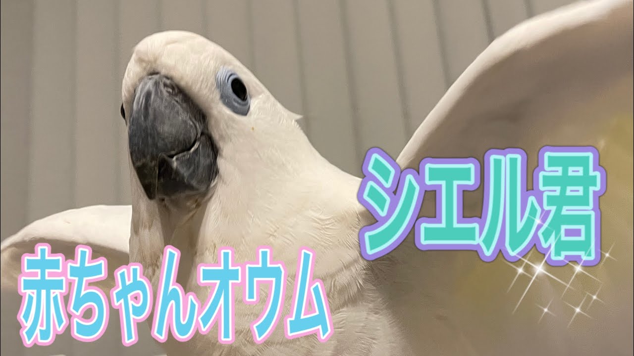 【赤ちゃんオウム】のシエル君✨