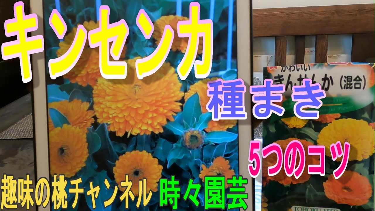 【キンセンカ】種まき　5つのコツ　23/10/11