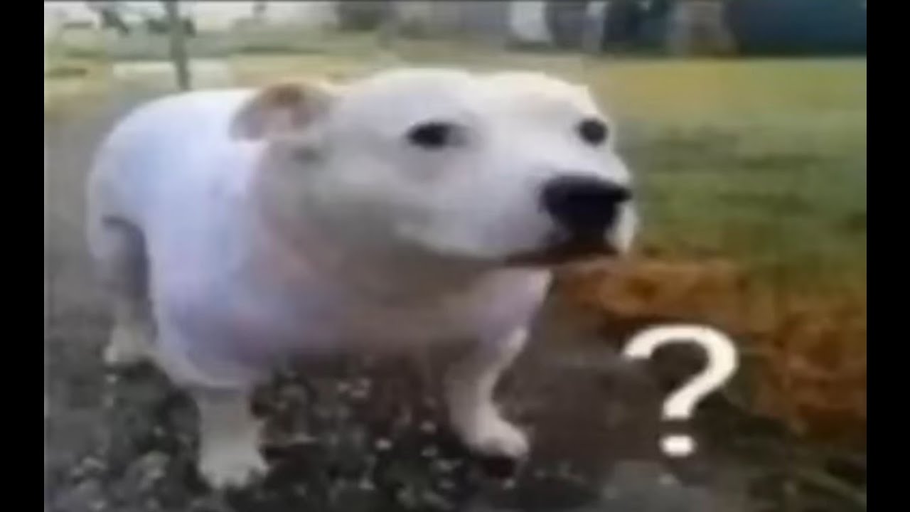 Lowkenuinely a gurt stream