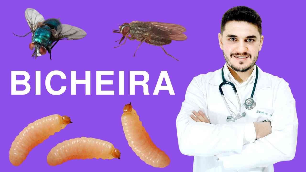 TUDO SOBRE MIÍASE, A FAMOSA BICHEIRA