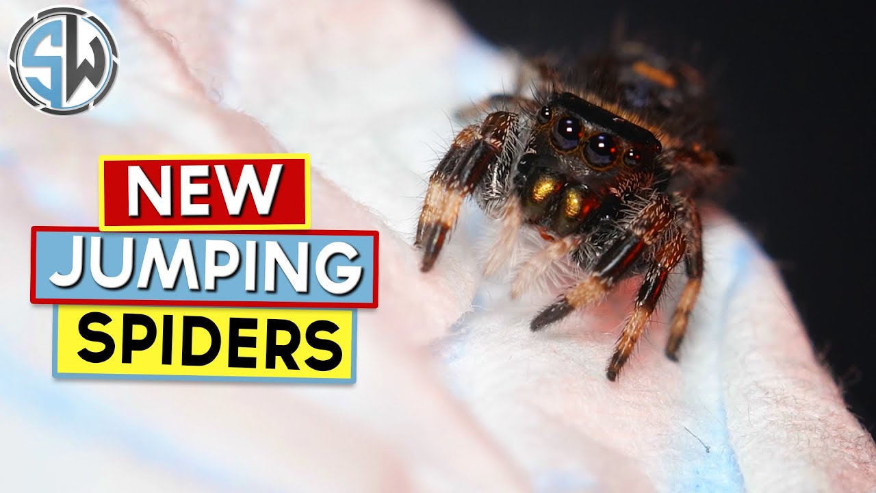 Unboxing my new jumping spiders!