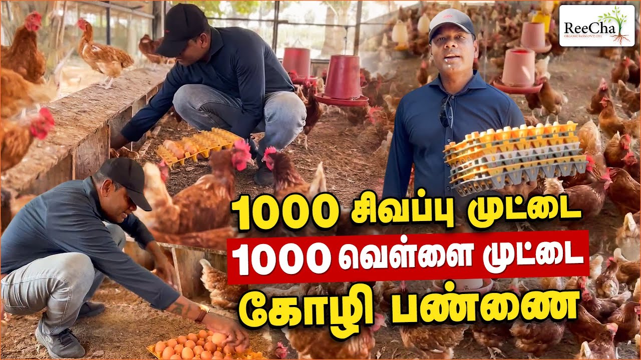 EGG Poultry Farming  in Sri Lanka Vlog | Best Farm House in Sri Lanka | BK in Reecha