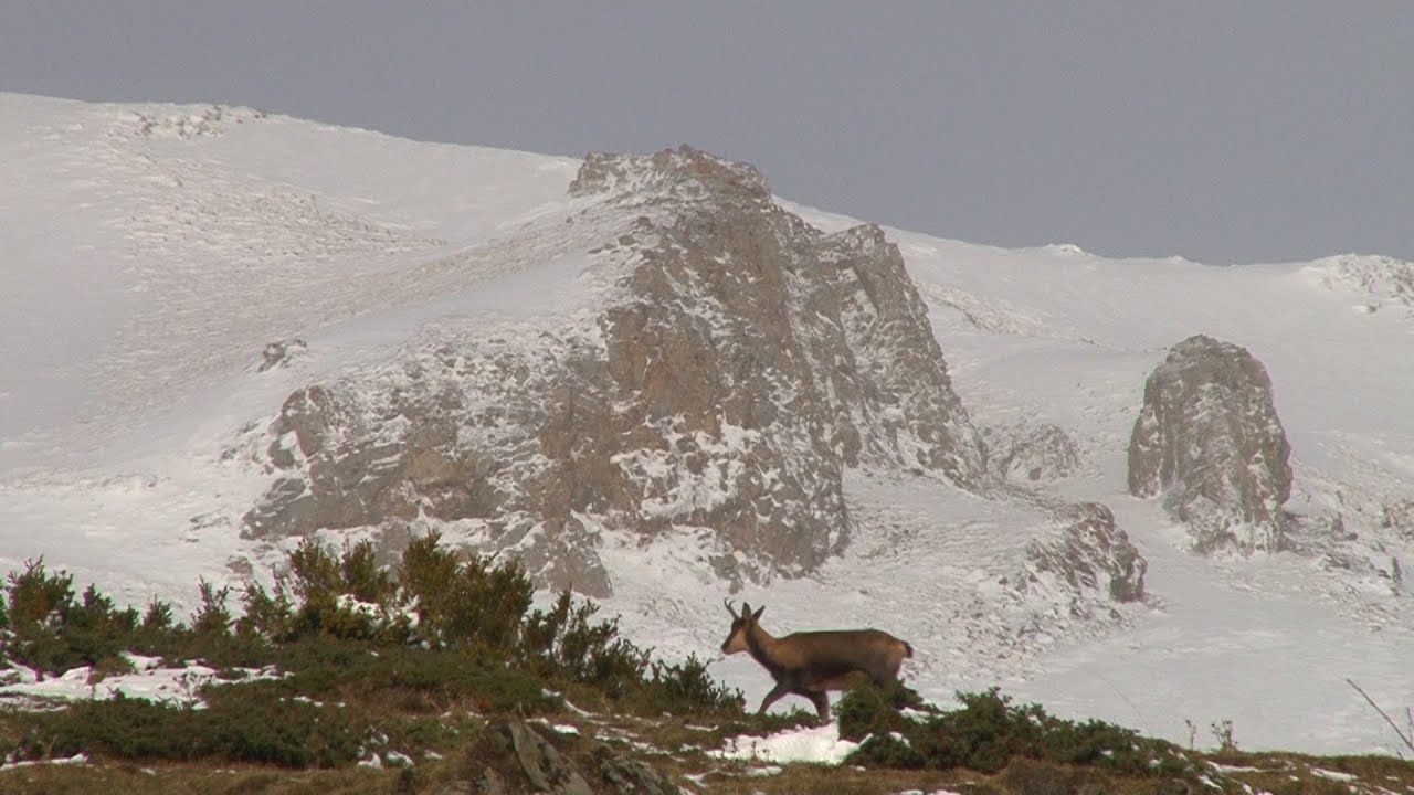 CHAMOIS IN THE SPANISH PYRENEES
