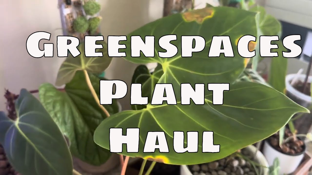 🌿 Rare Plant Haul from Greenspaces ID | 6 Beautiful Imports + Care Tips!