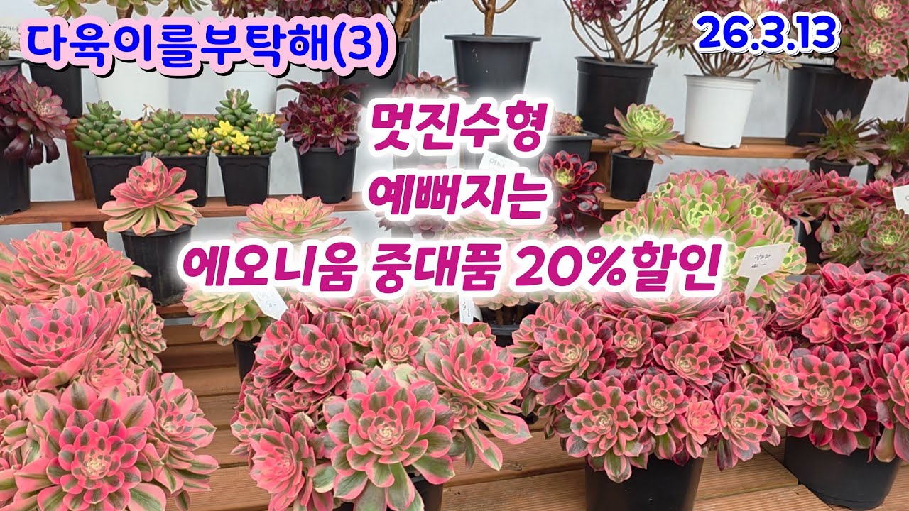 다육이를부탁해(3) 예뻐지고 멋져지는 에오니움  20%할인 홍설화 아연 귀비 부가티